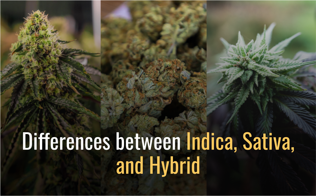 indica vs staiva vs hybrid