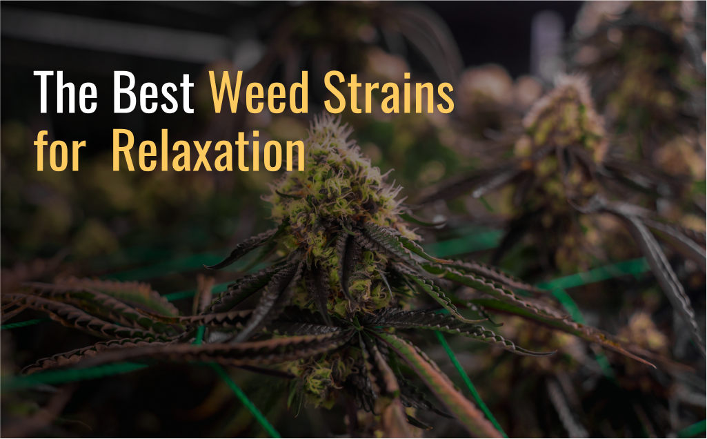 Best Weed Strains for Relaxation