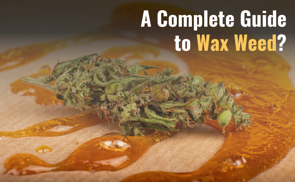 WHAT IS WAX WEED